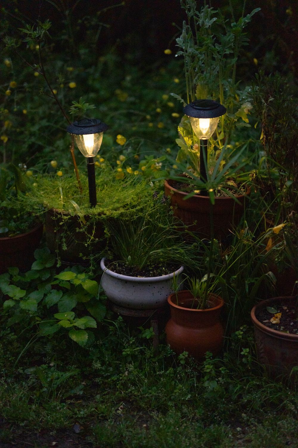 Solar path lights glowing among potted garden plants at night