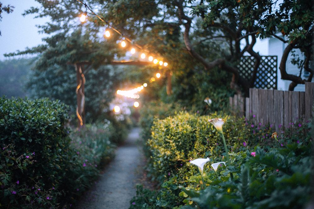 Garden path lined with hedges and string lighting at dusk