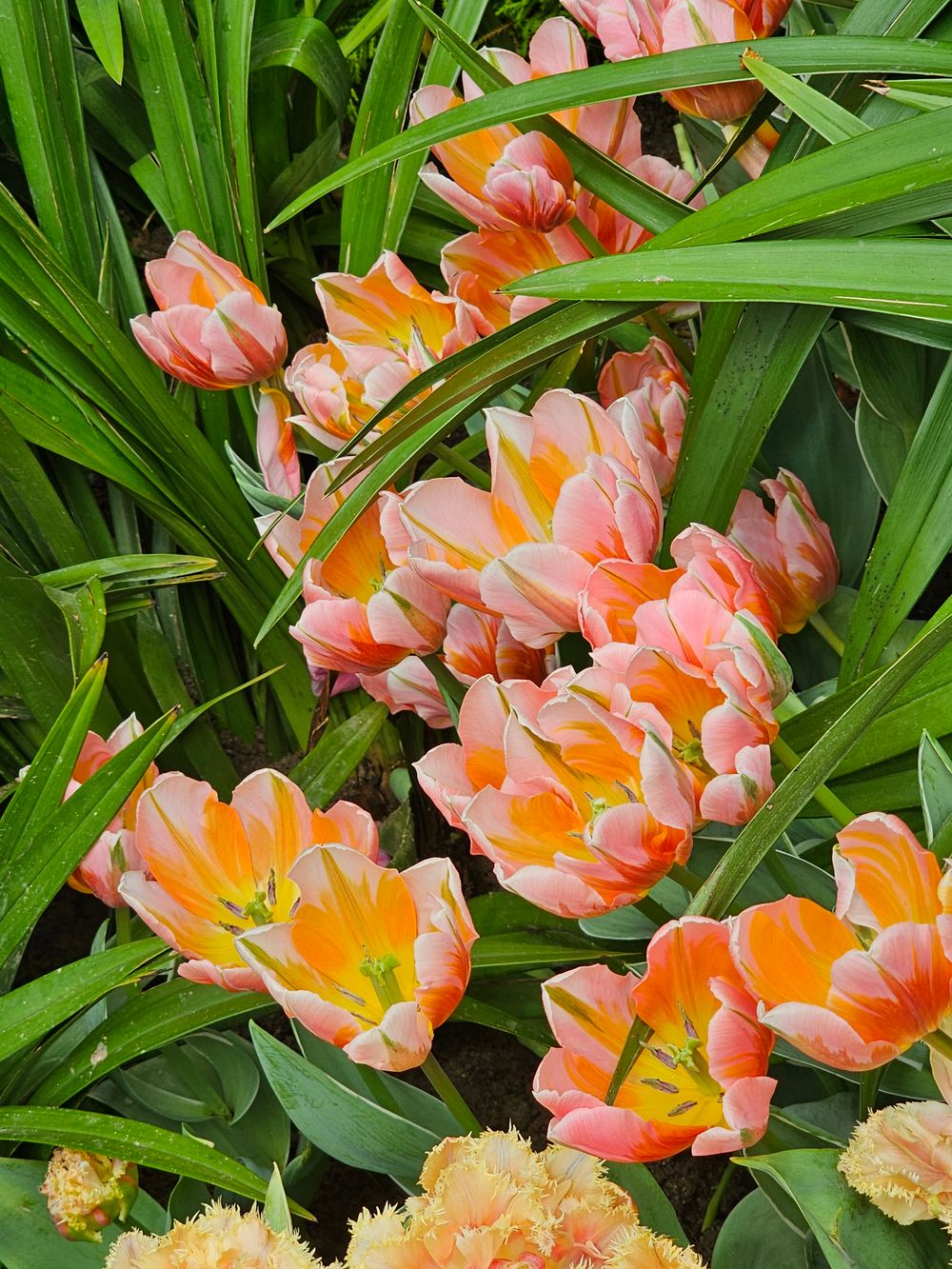 Close-up of a colourful tulip planting bed
