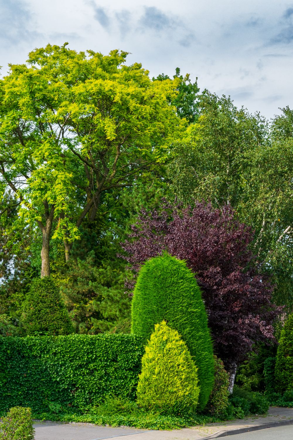 Layered planting bed of ornamental trees and colourful shrubs